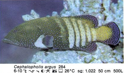 Cephalopholis argus